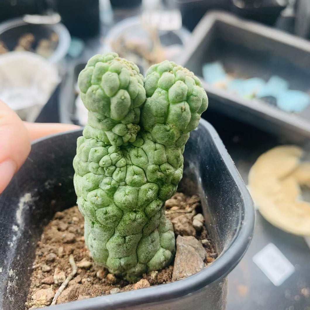 Trichocaulon cactiformis LIVE PLANT #5515 For Sale