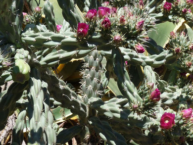 Opuntia imbricata (Cylindropuntia)  10 seeds Cacti .