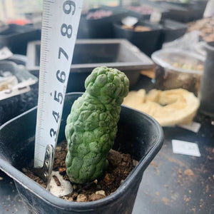 Trichocaulon cactiformis LIVE PLANT #5515 For Sale