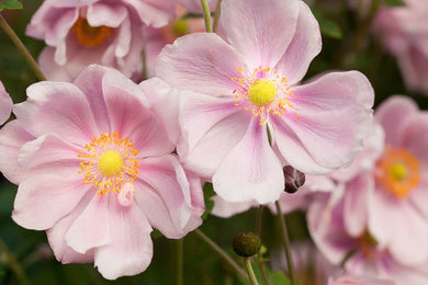 Anemone ( Pretty )  x4 Bulb-Tuber