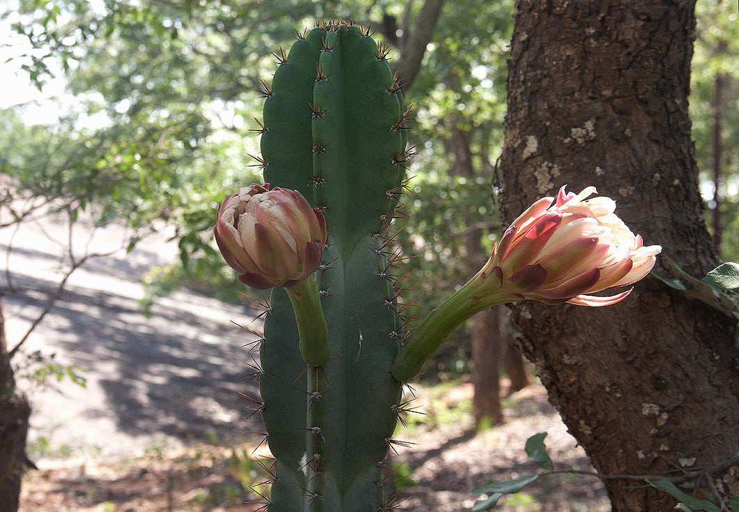 Cereus jamacaru 15 seeds Cacti