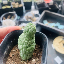 Load image into Gallery viewer, Trichocaulon cactiformis LIVE PLANT #5515 For Sale