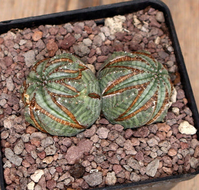 EUPHORBIA OBESA DICHOTOMIC ARROW LIVE PLANT #3085 For Sale