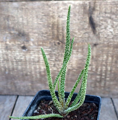 ALOE DELICATIFOLIA LIVE PLANT #94435 For Sale