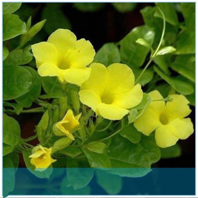 Climbing Mandevilla Citrine 80 Pcs Flowers Seeds