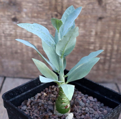 ADENIA PECHUELLII LIVE PLANT #1111 For Sale