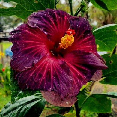 Dark Purple Mix Hibiscus Perennial 50 Pcs Flowers Seeds