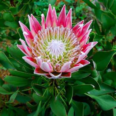 King Protea Cynaroides 80 Pcs Flowers Seeds