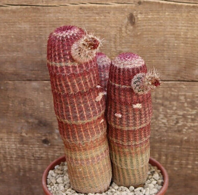 ECHINOCEREUS RIGIDISSIMUS RUBRISPINUS LIVE PLANT #4235 For Sale