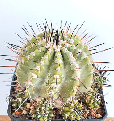 Copiapoa cinerea albispina LIVE PLANT #683 For Sale