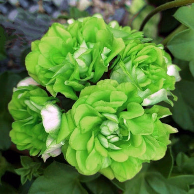 Light Green Geranium 5 Pcs Flowers Seeds