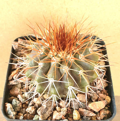 Copiapoa serpentisulcata LIVE PLANT #983 For Sale