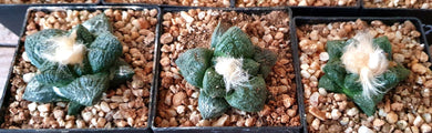 Ariocarpus Fissuratus 6-PACK LIVE PLANTS #07113 For Sale