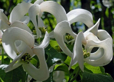 Cornus Florida Urbiniana - Mexican Dogwood 15+ Flowers Seeds