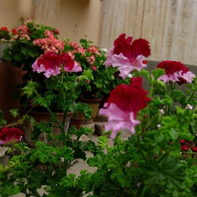 Pelargonium Graveolens 5 Pcs Flowers Seeds