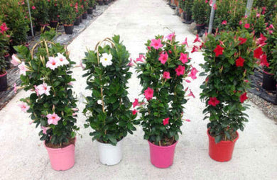 Mandevilla Sanderi -Dipladenia Mix 150 Pcs Flowers Seeds